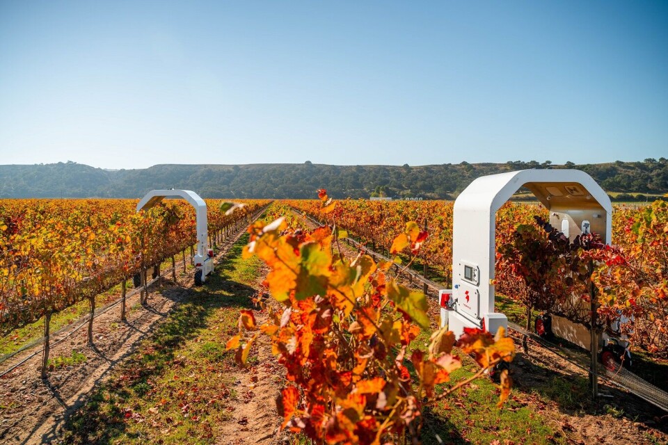 OVER DAMMEN: Med finanseringen i orden kunne landbruksroboten Thorvald reise til USA. Nå skal den sikre amerikanernes dyrebare vindruer. Foto Innovasjon Norge